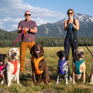 Enhance Your Pet's Walking Experience with Our Chest and Back Harness Leash