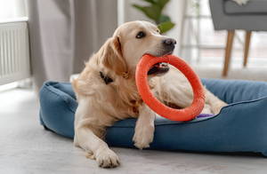 Fun and Engaging Pet Toys for Every Pet