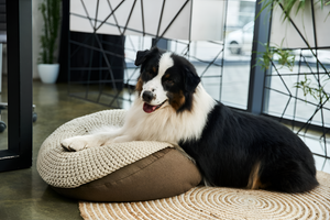 How to Choose the Perfect Pet Bed