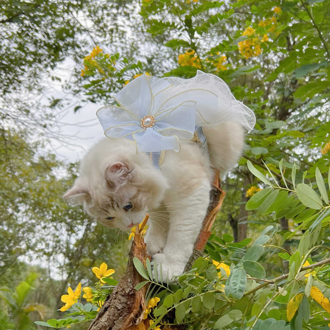 Layered Yarn Pet Leash For Comfortable And Secure Walking