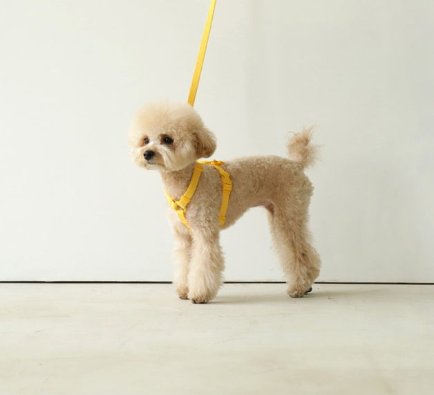 Macaron Style Pet Leash Trendy Design For Stylish Outdoor Walking